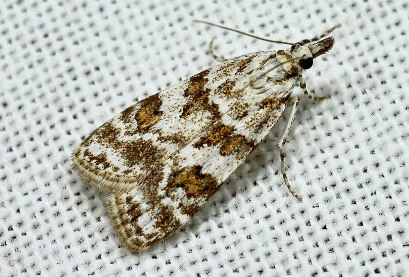 6 Crambidae - Scoparia pyralella